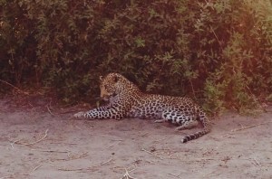 Chobe Leopard