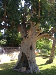Sycamore Tree in Jericho